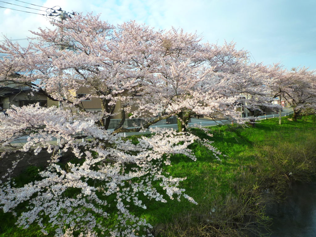 春のお彼岸 お供えのお花はどんなのがいいの 株式会社 秋田石材